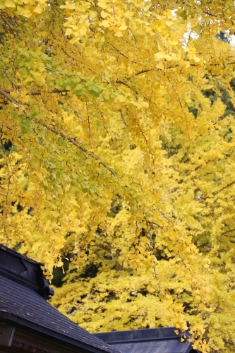 デカス、考える事&紅葉_b0220318_21561036.jpg