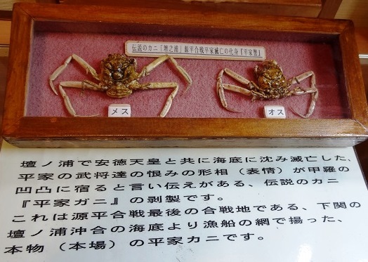 伝説の平家蟹 ２０１５ １１ ９ Beyonyoの旅日記