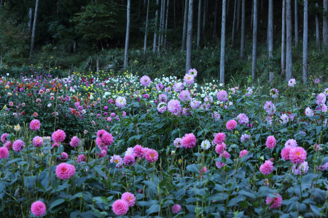f0017530_20111727.jpg