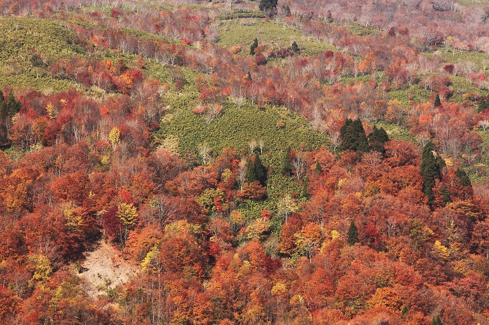 氷ノ山 その後_a0294534_2143213.jpg