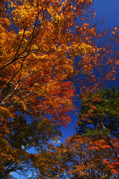 2015紅葉_b0175635_0281045.jpg
