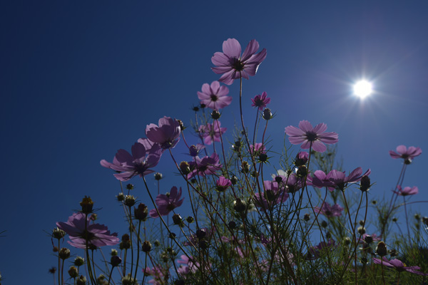 2015紅葉_b0175635_0281554.jpg