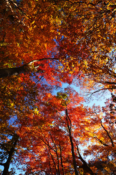 2015紅葉_b0175635_028789.jpg