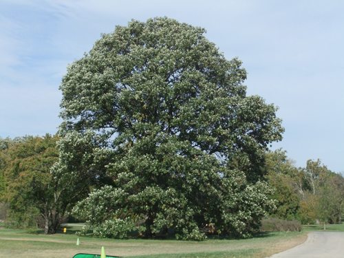 モートン植物園_c0177135_20462147.jpg