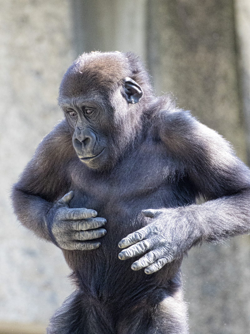 ゴリラのキヨマサ君 写真を楽しむ ゴリラのキヨマサ君 写真を楽しむ