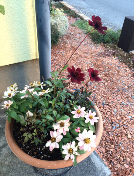 ビオラとパンジーを花壇に My Small Garden Sugar Plum ビオラとパンジーを花壇に My Small Garden Sugar Plum