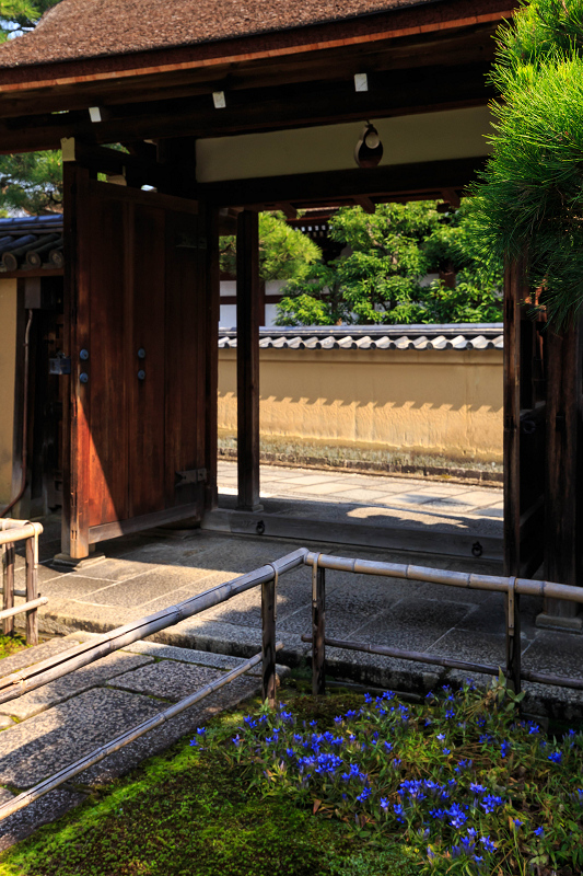 龍胆咲く（大徳寺塔頭・瑞峯院）_f0155048_1925155.jpg