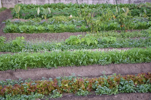 畑仕事、野菜の収穫♪_f0343750_13145693.jpg