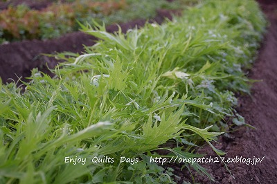 畑仕事、野菜の収穫♪_f0343750_14665.jpg