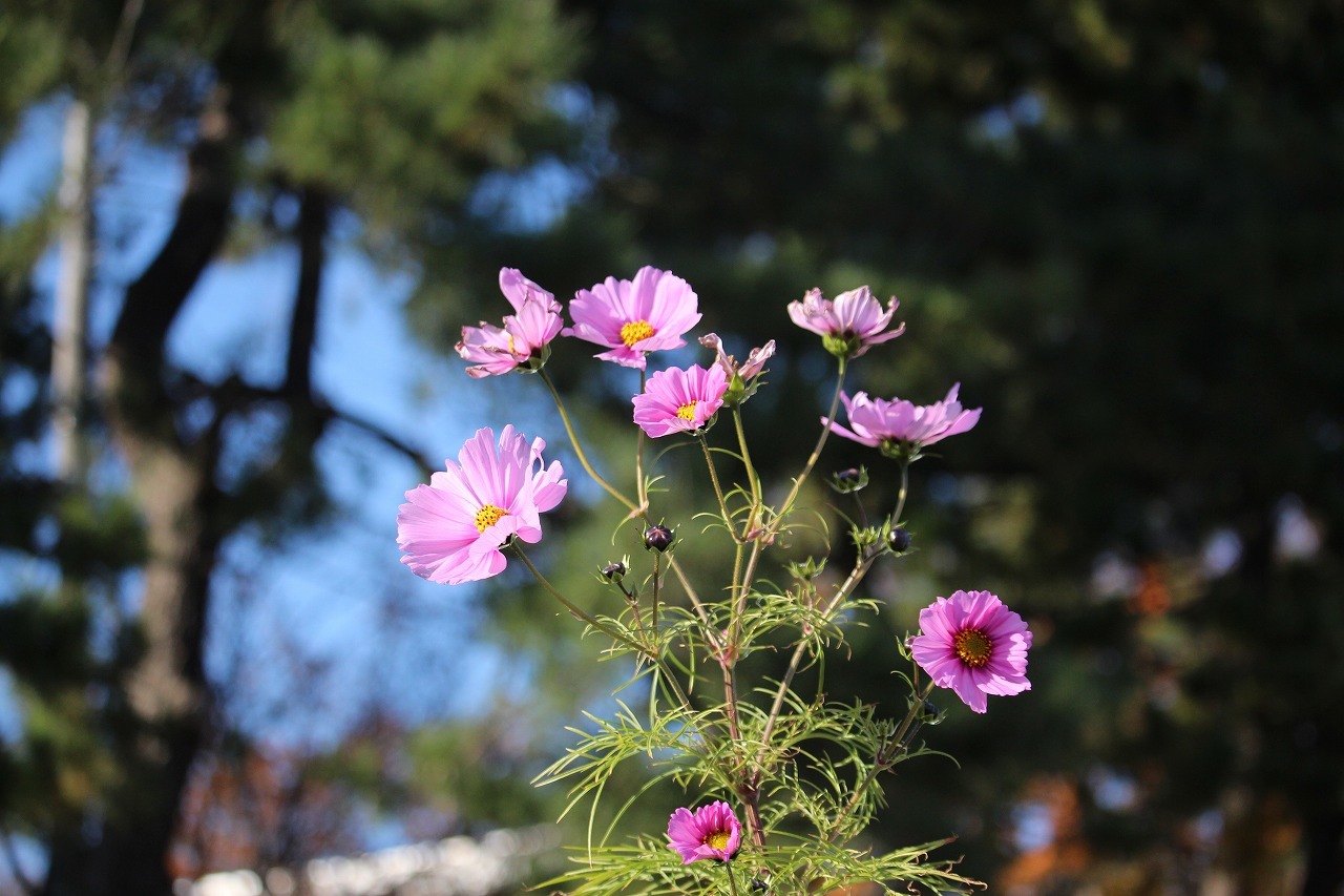 11月1日　函館公園の紅葉　３_b0250154_17213797.jpg