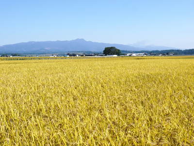平成27年度新米!熊本の美味しいお米(七城米、砂田のれんげ米、菊池水源棚田米)好評発売中! _a0254656_1658078.jpg