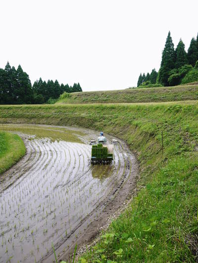 平成27年度新米!熊本の美味しいお米(七城米、砂田のれんげ米、菊池水源棚田米)好評発売中! _a0254656_18252684.jpg