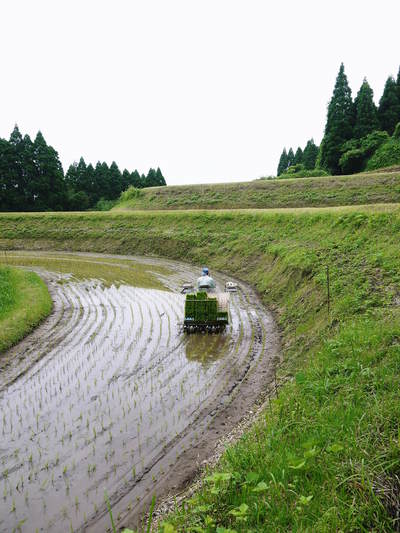 平成27年度新米！熊本の美味しいお米（七城米、砂田のれんげ米、菊池水源棚田米）好評発売中！ _a0254656_18252684.jpg