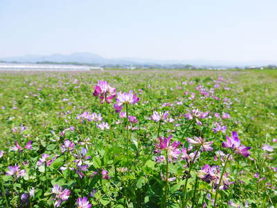 平成27年度新米!熊本の美味しいお米(七城米、砂田のれんげ米、菊池水源棚田米)好評発売中! _a0254656_1831951.jpg