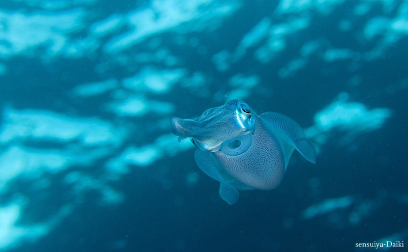 e0158261_63576.jpg