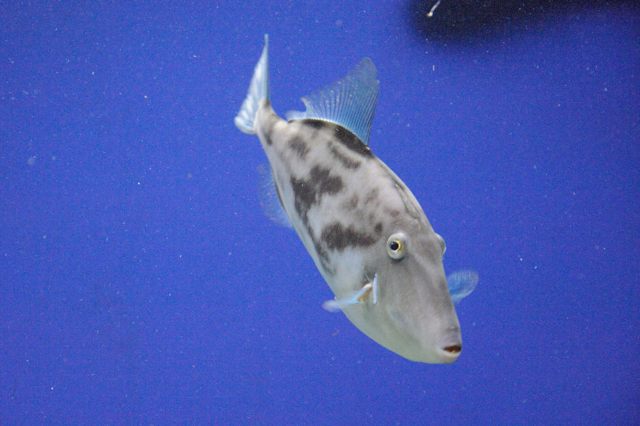 相模湾ゾーン・食育エリア～水深30m以下の水域_c0081462_2111812.jpg