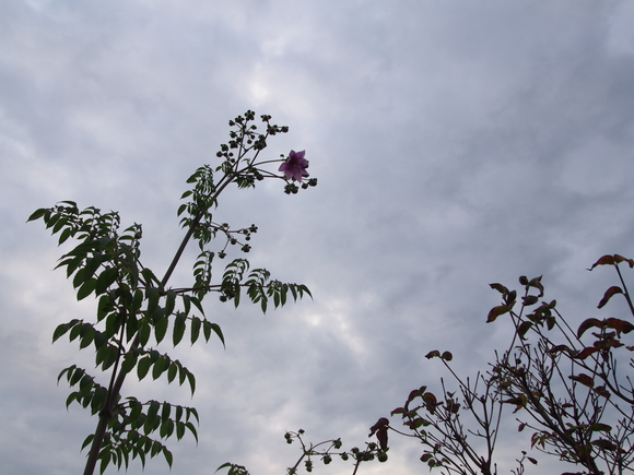 b0194267_21431348.jpg