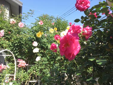 薔薇の庭 撮影 はるさき水彩画blog