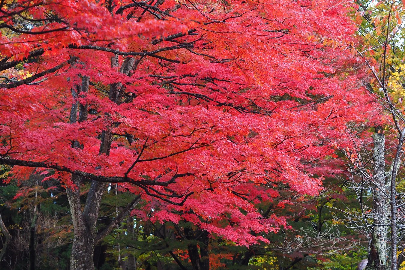 15-011　　土津神社（福島県耶麻郡猪苗代町）_b0065572_1961679.jpg