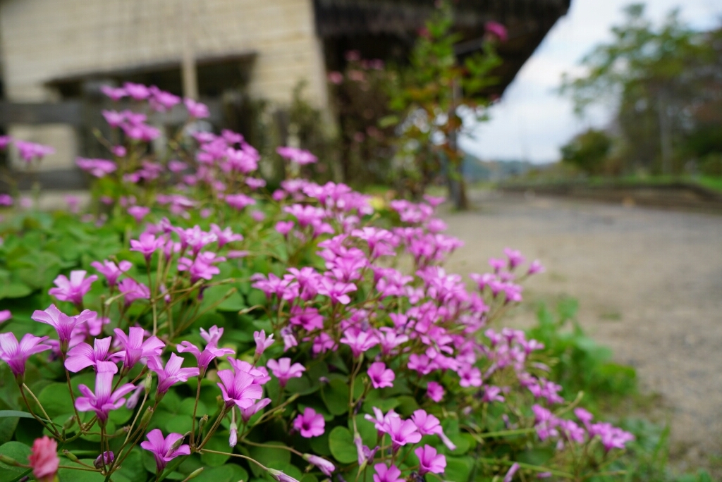 d0341483_20212662.jpg