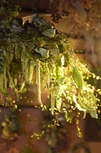 「フボーの植物展 白4」はじまりました!_f0226293_964664.jpg