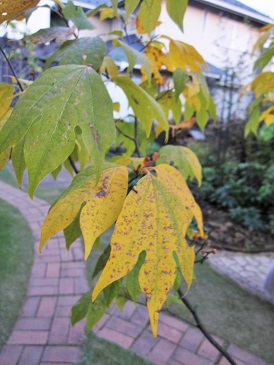 c0117898_10324667.jpg