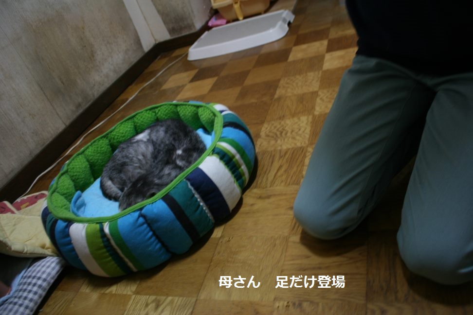 大丸じいさん 新生活スタート!_f0242002_22503356.jpg
