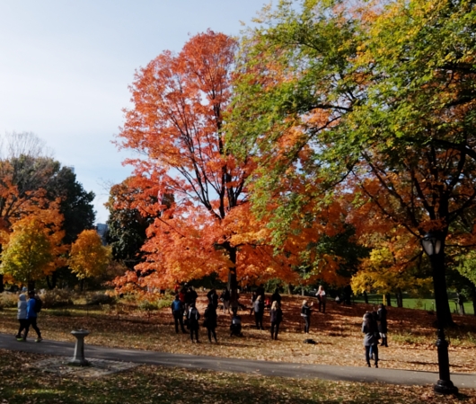 紅葉のセントラルパークをお散歩（初心者向け編）_b0007805_327972.jpg