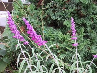 f0325309_17460746.jpg