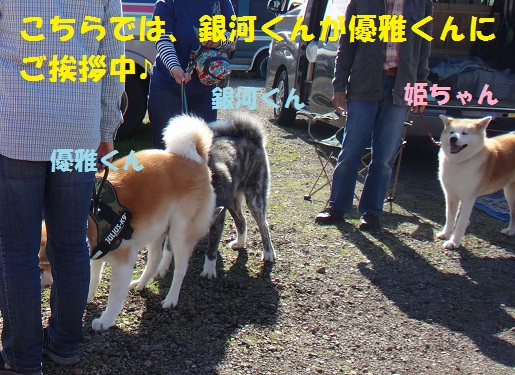 秋田犬と一緒にＢＢＱ♪（その２）_f0121712_15485469.jpg