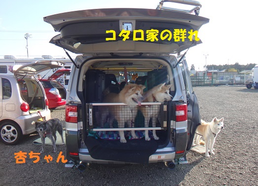 秋田犬と一緒にＢＢＱ♪（その２）_f0121712_16164188.jpg