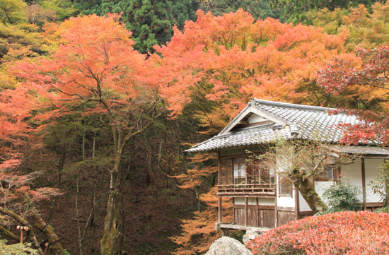 阿弥陀寺　紅葉だより1_e0048413_16435078.jpg