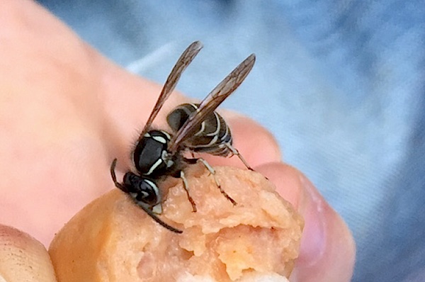 シダクロスズメバチ シダ黒雀蜂 世話要らずの庭 シダクロスズメバチ シダ黒雀蜂 世話要らずの庭