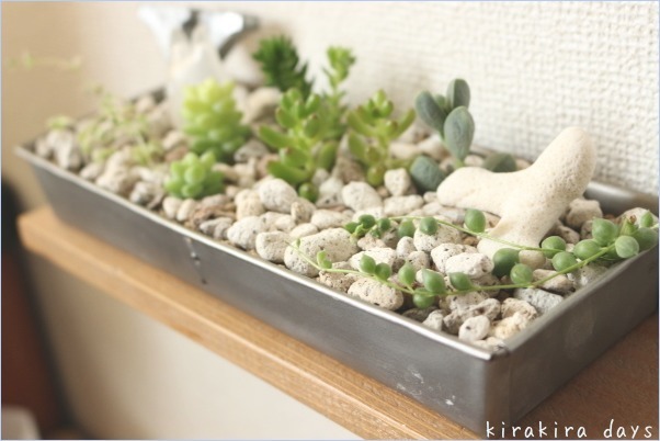 3つ目の多肉の寄せ植え。_f0354014_21231658.jpg