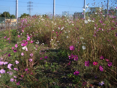 花いっぱいプロジェクト 寒川町_d0240916_17362267.jpg