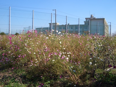 花いっぱいプロジェクト 寒川町_d0240916_17365025.jpg