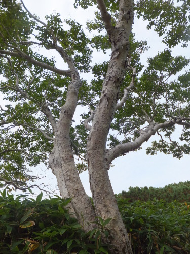 b0300818_15073833.jpg