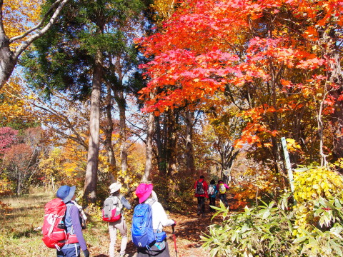 紅葉の十和利山(新郷村)*2015.10.18_b0147224_21444942.jpg