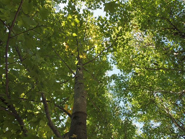 e0303726_15325366.jpg