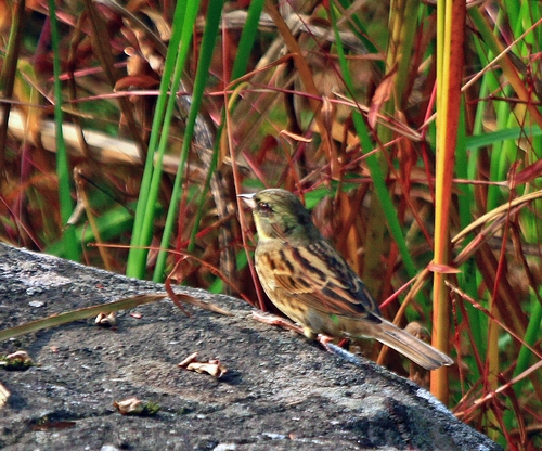 c0104227_1054846.jpg