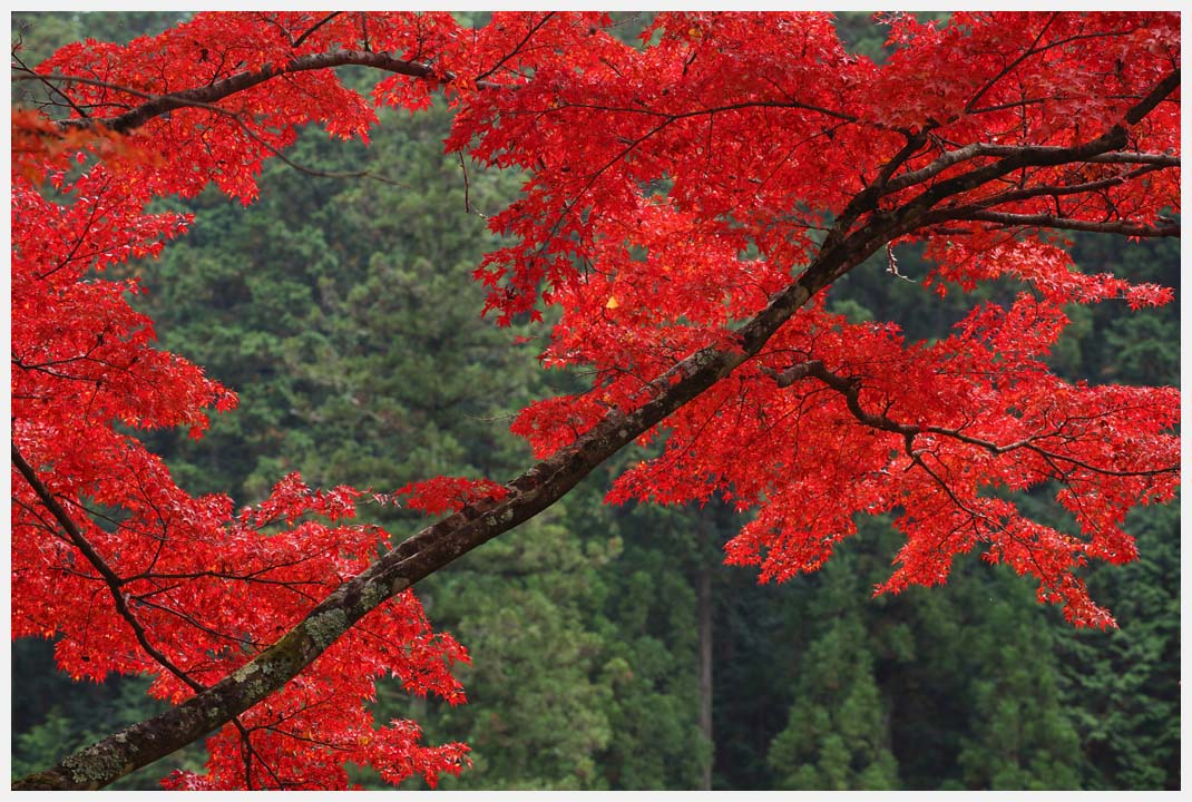 大井平公園の紅葉　その2_d0339929_17243679.jpg