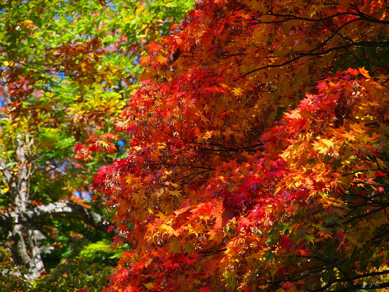 東北ツーリング 2015秋　　＜鷹の湯温泉＞　　　Oct. 18, 2015_a0106043_18163082.jpg