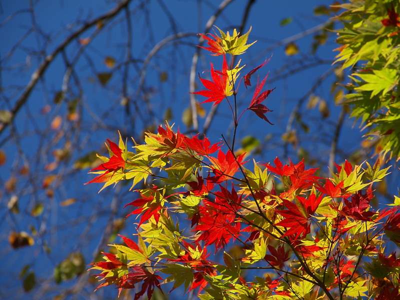 東北ツーリング 2015秋　　＜角館＞　　　Oct. 18, 2015_a0106043_22511136.jpg