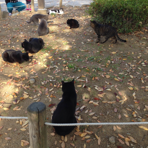 姫路城に猫楽園があった とりあえず