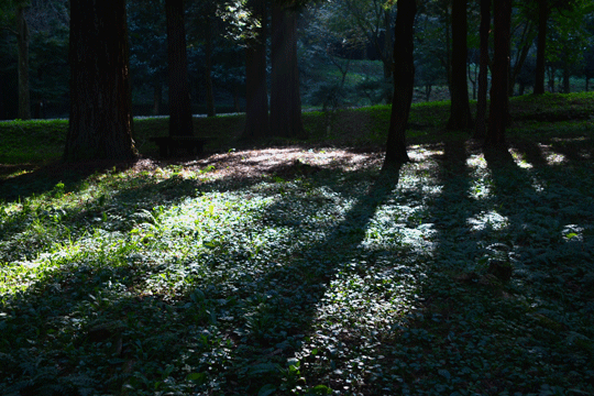 c0093046_8352174.gif