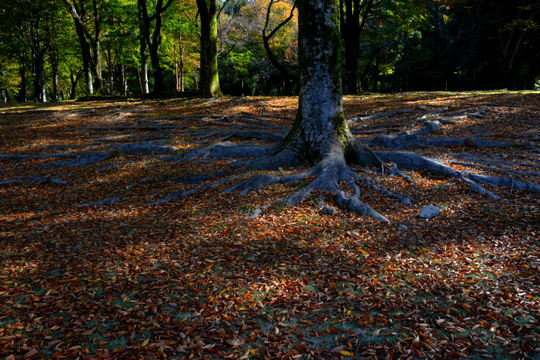 c0093046_83685.gif