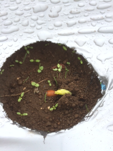 10月３０日に播種した　エンドウ豆＆蚕豆達が昨日から発芽し始めました_c0222448_13290170.jpg