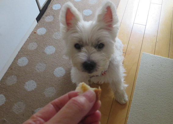 本犬いたってピンピン_b0107163_13485122.jpg