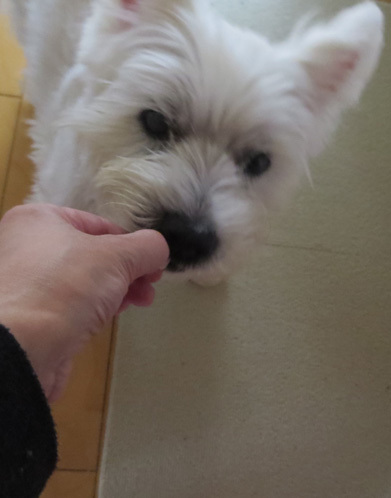 本犬いたってピンピン_b0107163_13490113.jpg
