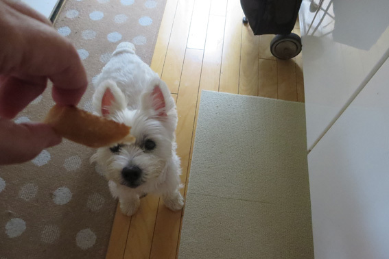 本犬いたってピンピン_b0107163_13491282.jpg